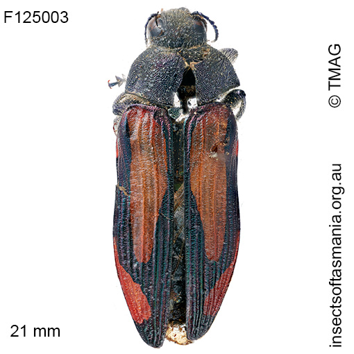 Castiarina-setifera Castiarina setifera