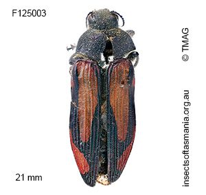 Castiarina setifera