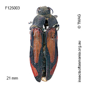 Castiarina setifera