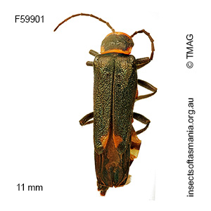 Chauliognathus fernshawensis