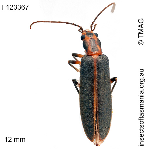 Copidita macleayi