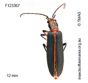 Copidita macleayi