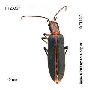 Copidita macleayi
