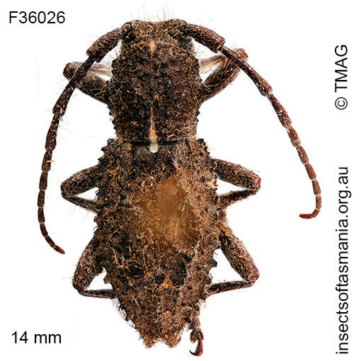 Dorcadida-walkeri Dorcadida walkeri