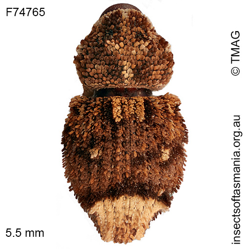 Exithius-sp-nr-loculiferus Exithius sp nr loculiferus