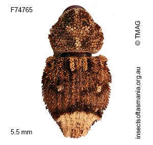 Exithius sp nr loculiferus