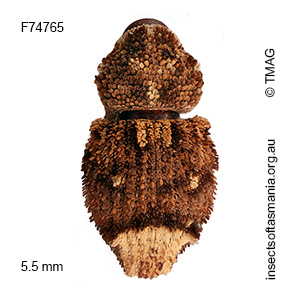 Exithius sp nr loculiferus