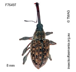 Meriphus longirostris