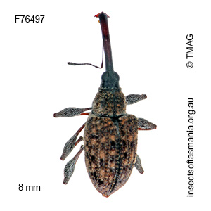 Meriphus longirostris