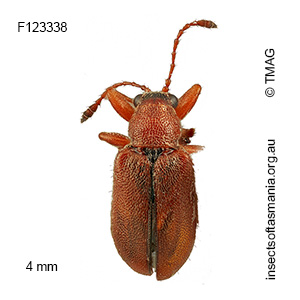 Metopum sp TMAG_F122338