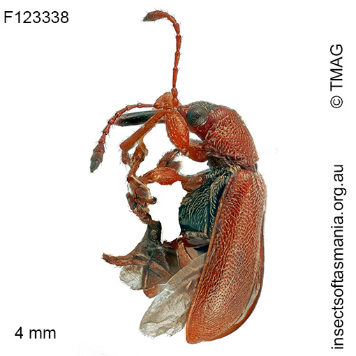Metopum-sp-TMAG_F122338_a Metopum sp TMAG_F122338