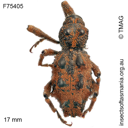 Poropterus griseus
