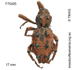 Poropterus griseus