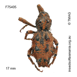 Poropterus griseus