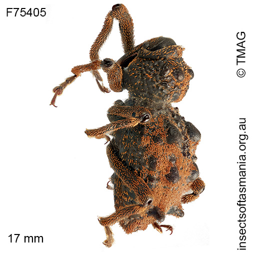 Poropterus griseus