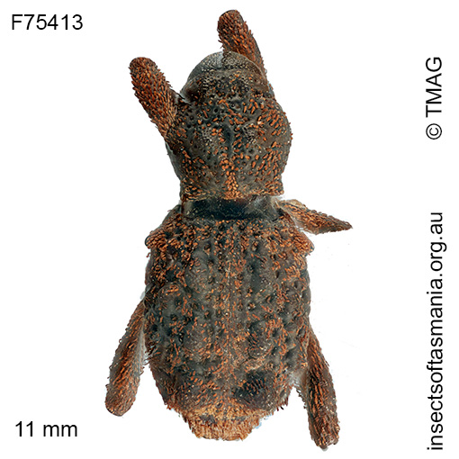 Poropterus-montanus Poropterus montanus