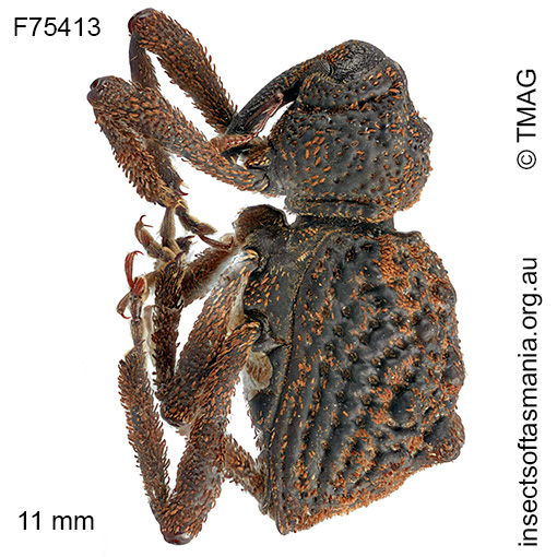 Poropterus-montanus_a Poropterus montanus