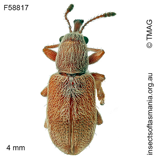 Rhynchitinae-unplaced-sp-TMAG_F58817 Rhynchitinae unplaced sp TMAG_F58817