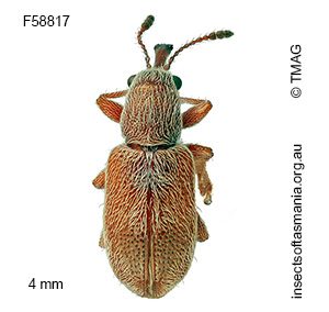 Metopum sp TMAG_F58817