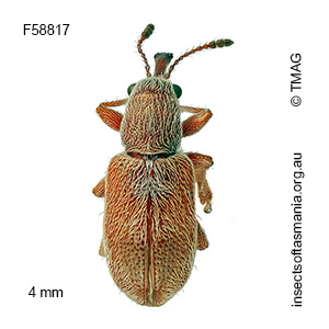 Metopum sp TMAG_F58817