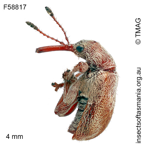 Rhynchitinae-unplaced-sp-TMAG_F58817_a Rhynchitinae unplaced sp TMAG_F58817