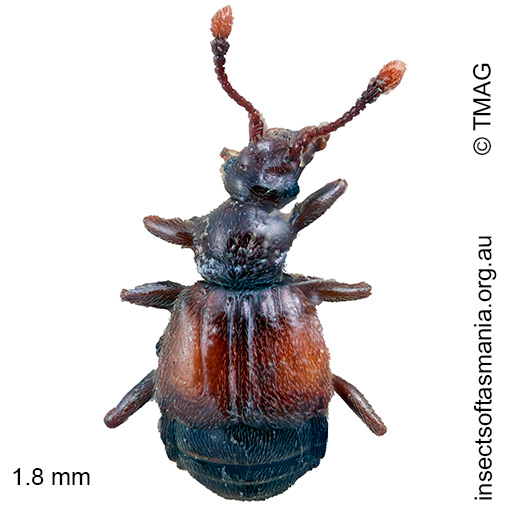 Rybaxis-quadrituberculata_b Rybaxis quadrituberculata