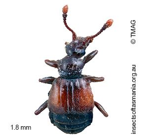 Rybaxis quadrituberculata