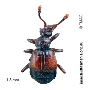 Rybaxis quadrituberculata