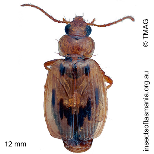 Sarothrocrepis inquinata