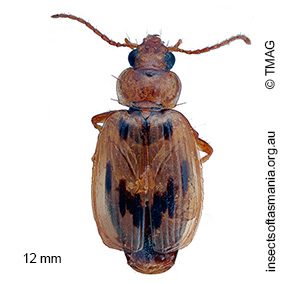 Sarothrocrepis inquinata