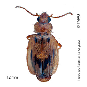 Sarothrocrepis inquinata