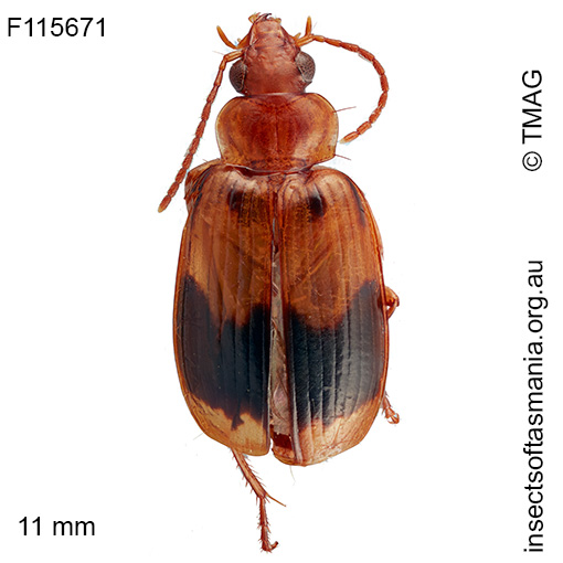 Sarothrocrepis-integra Sarothrocrepis integra
