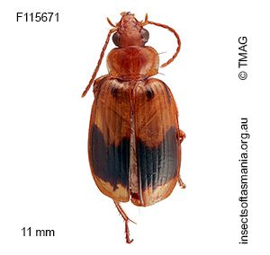 Sarothrocrepis integra