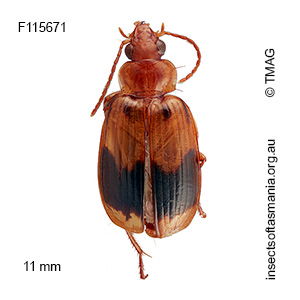 Sarothrocrepis integra