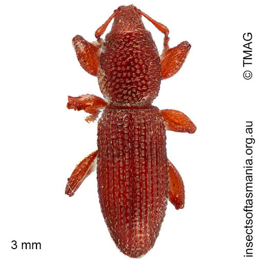Tasmanica myrmecophila