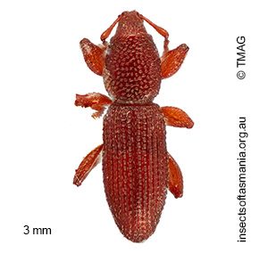 Tasmanica sp 01