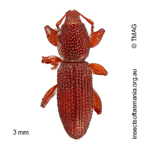 Tasmanica sp 01