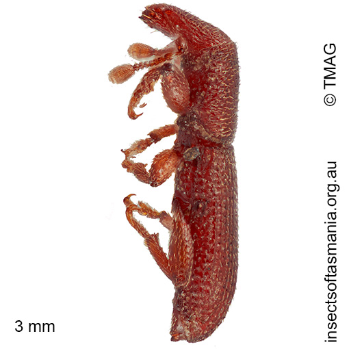 Tasmanica myrmecophila
