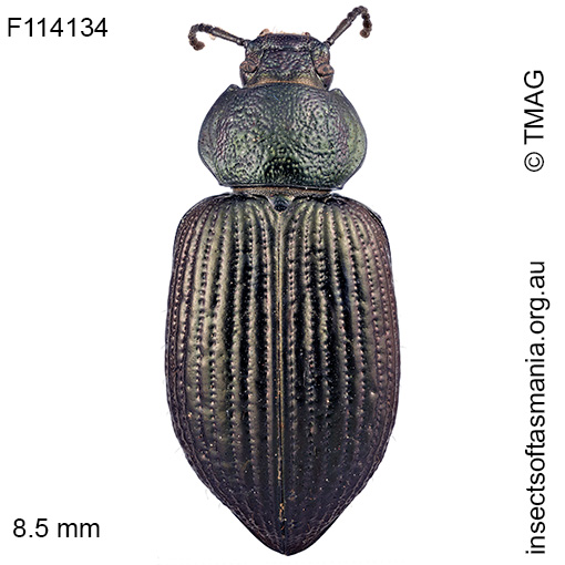 Adelium-similatum Adelium similatum