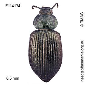 Adelium similatum