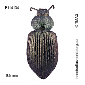 Adelium similatum