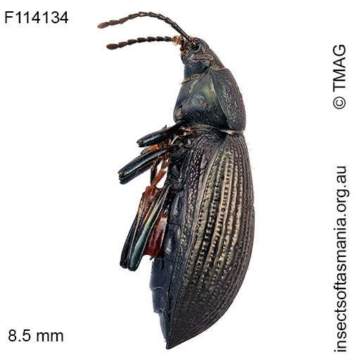 Adelium-similatum_a Adelium similatum
