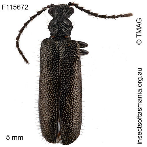 Binburrum-angusticollis Binburrum angusticollis
