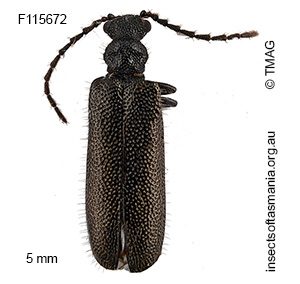 Binburrum angusticollis