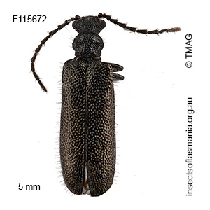 Binburrum angusticollis