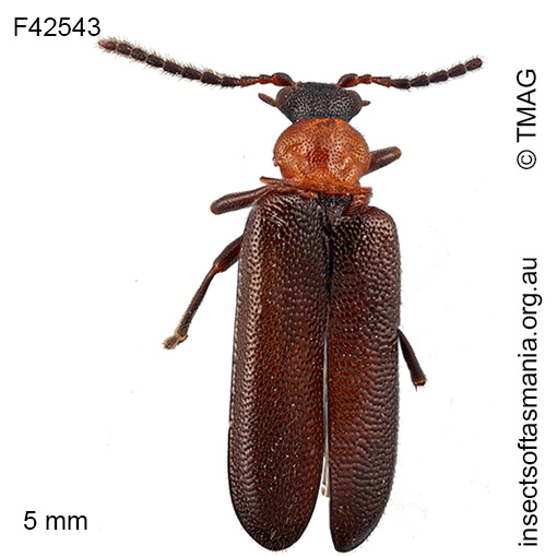 Binburrum bifoveicollis