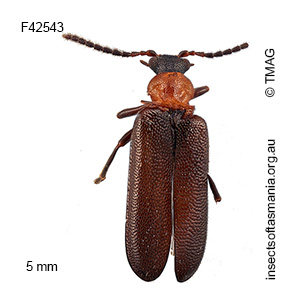 Binburrum bifoveicollis