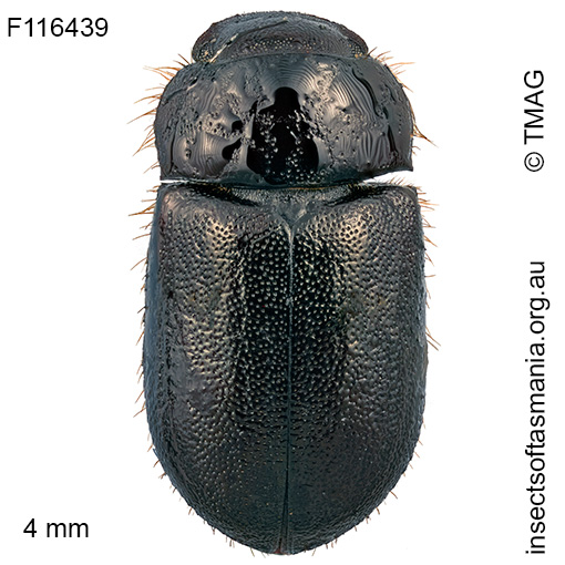 Cheriodes sardous