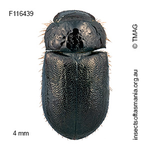 Cheriodes sardous