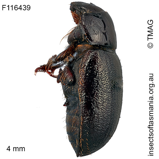 Cheriodes sardous